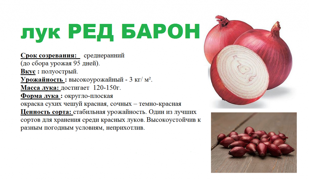 ред барон 3.png