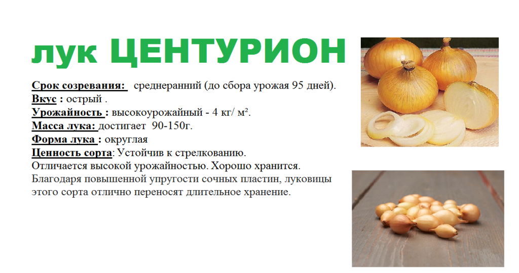 ЦЕНТУРИОН-1шт.png